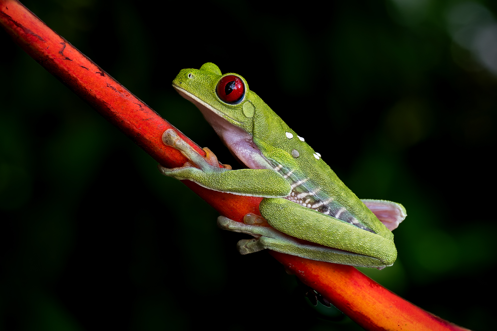 2024_04_29_Costa Rica2-2030-NEF-Edit.jpg