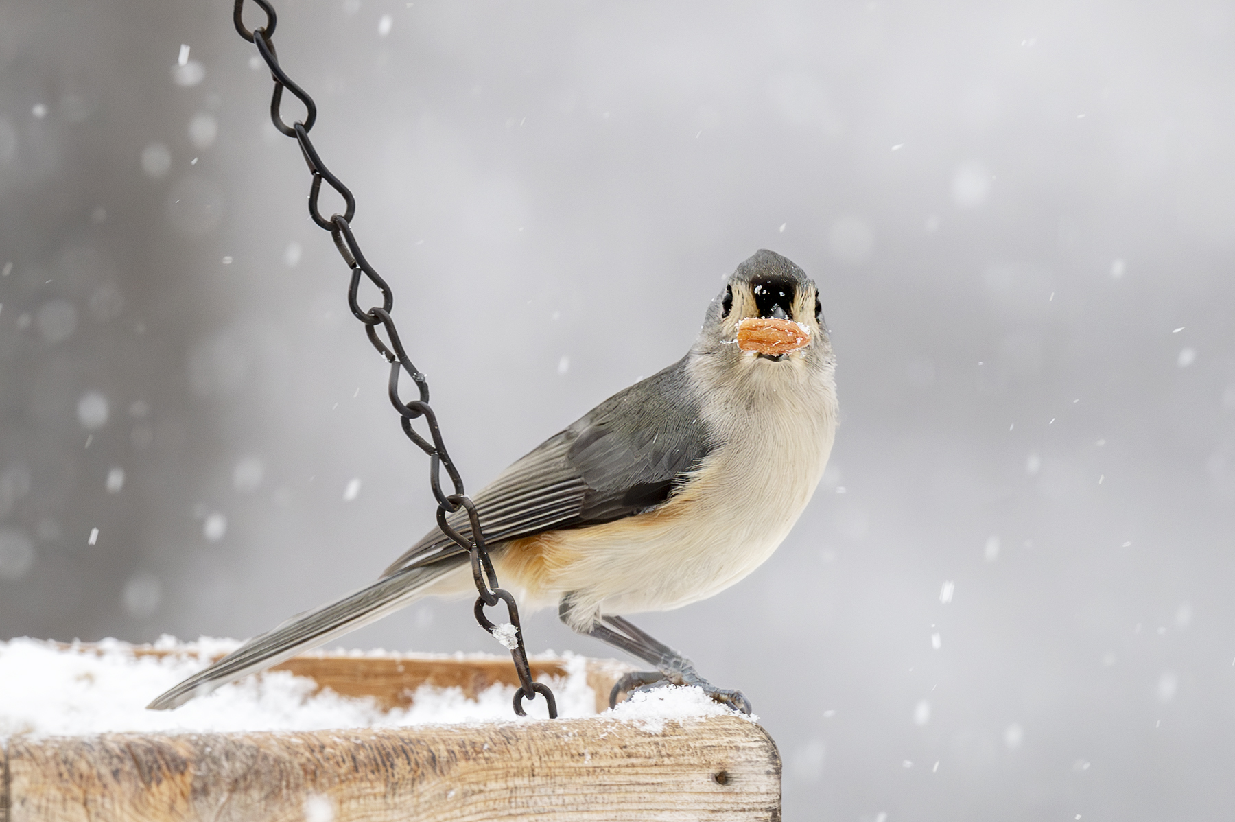 2025-01-06 Backyard Birds D850_002-Enhanced-NR.jpg