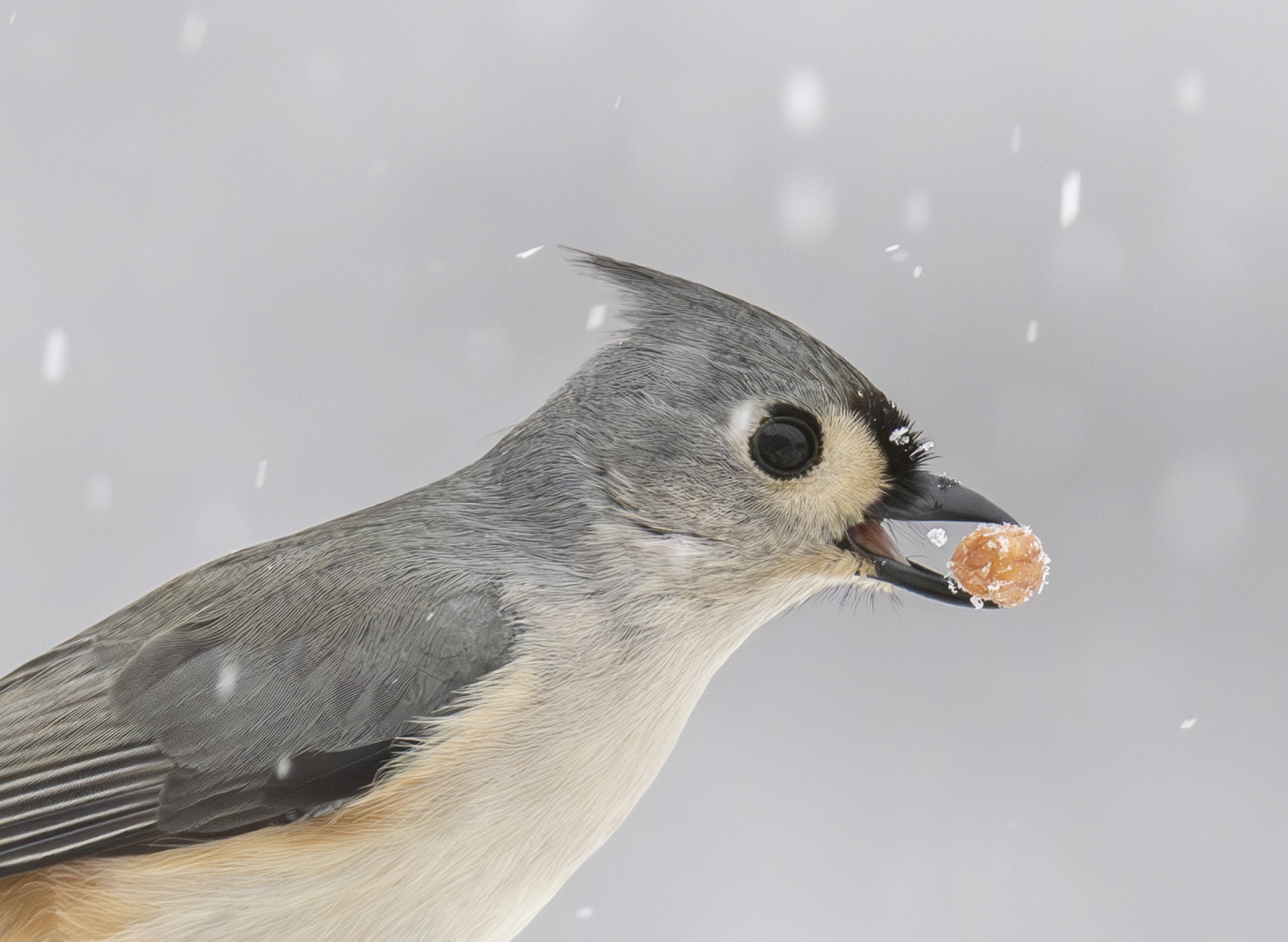 2025-01-06 Backyard Birds D850_003-Enhanced-NR.jpg