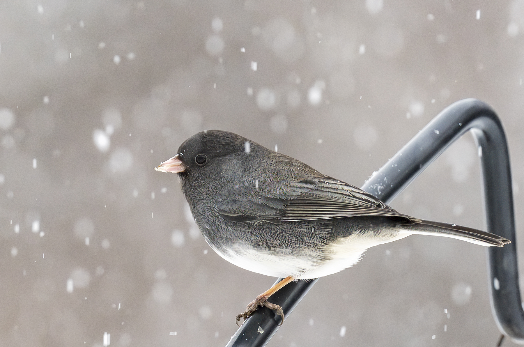 2025-01-06 Backyard Birds D850_004-Enhanced-NR.jpg