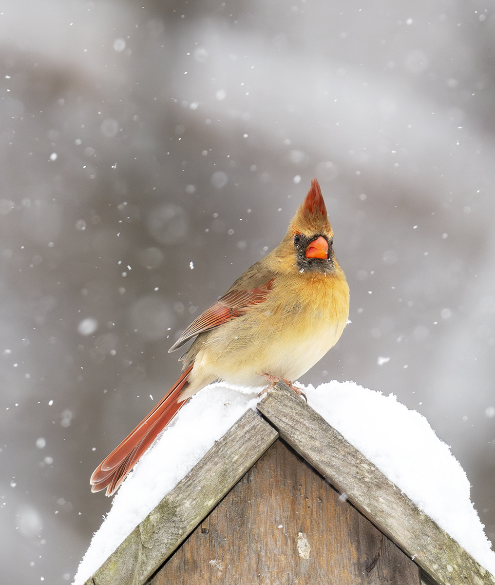 2025-01-06 Backyard Birds D850_016-Enhanced-NR.jpg