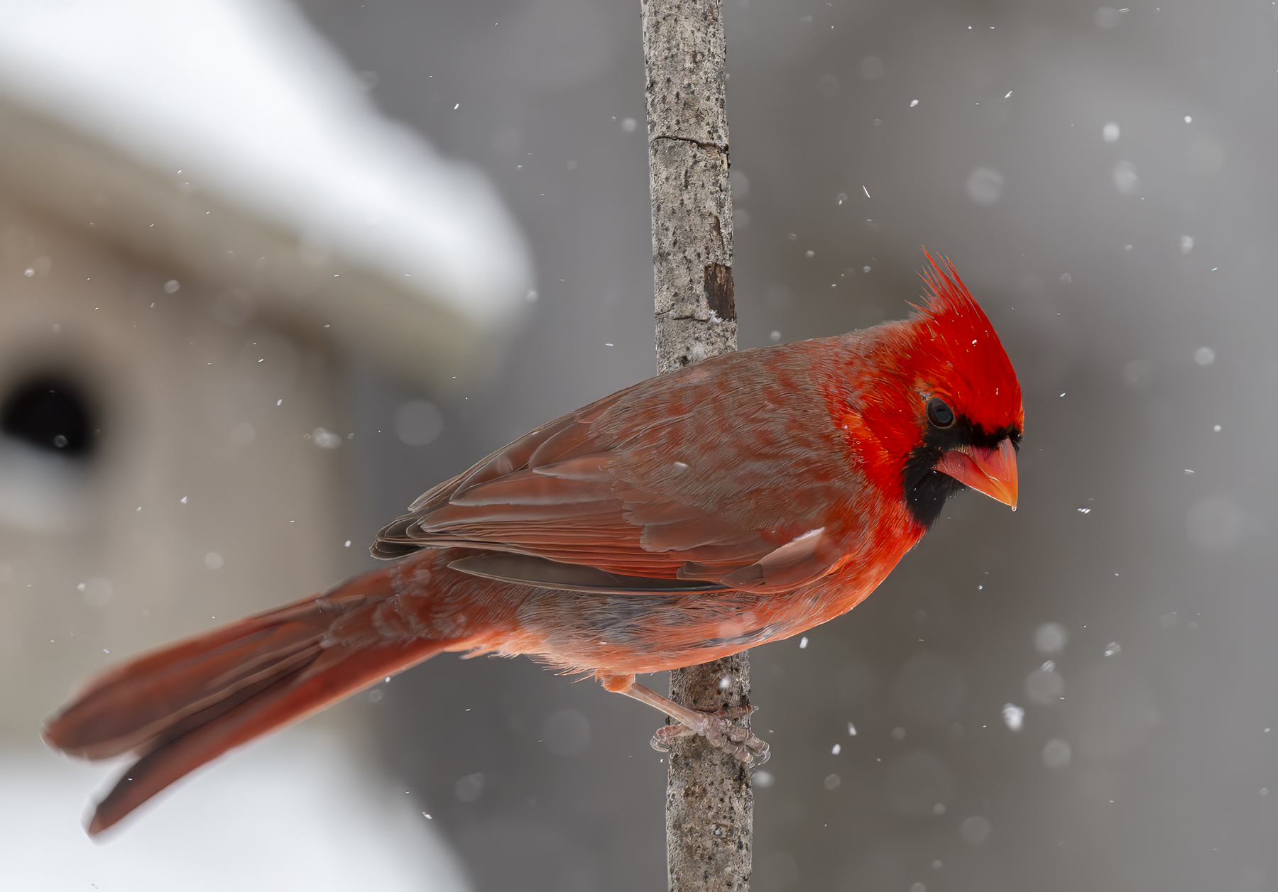 2025-01-06 Backyard Birds D850_022-Enhanced-NR.jpg