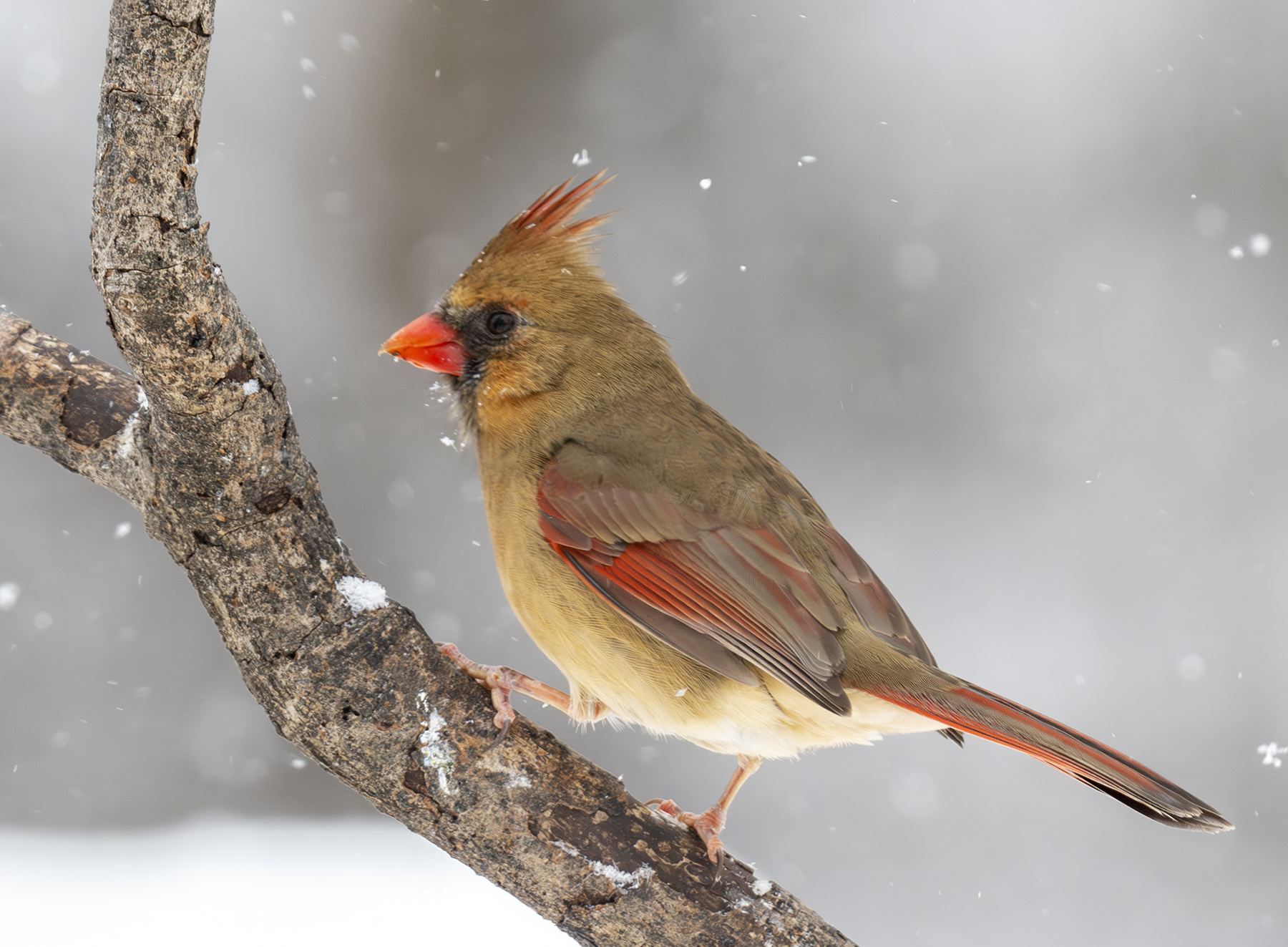 2025-01-06 Backyard Birds D850_036-Enhanced-NR.jpg