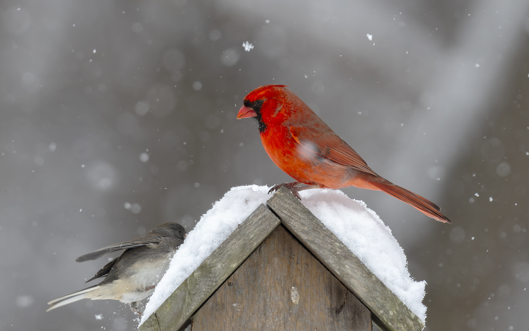 2025-01-06 Backyard Birds D850_037-Enhanced-NR.jpg