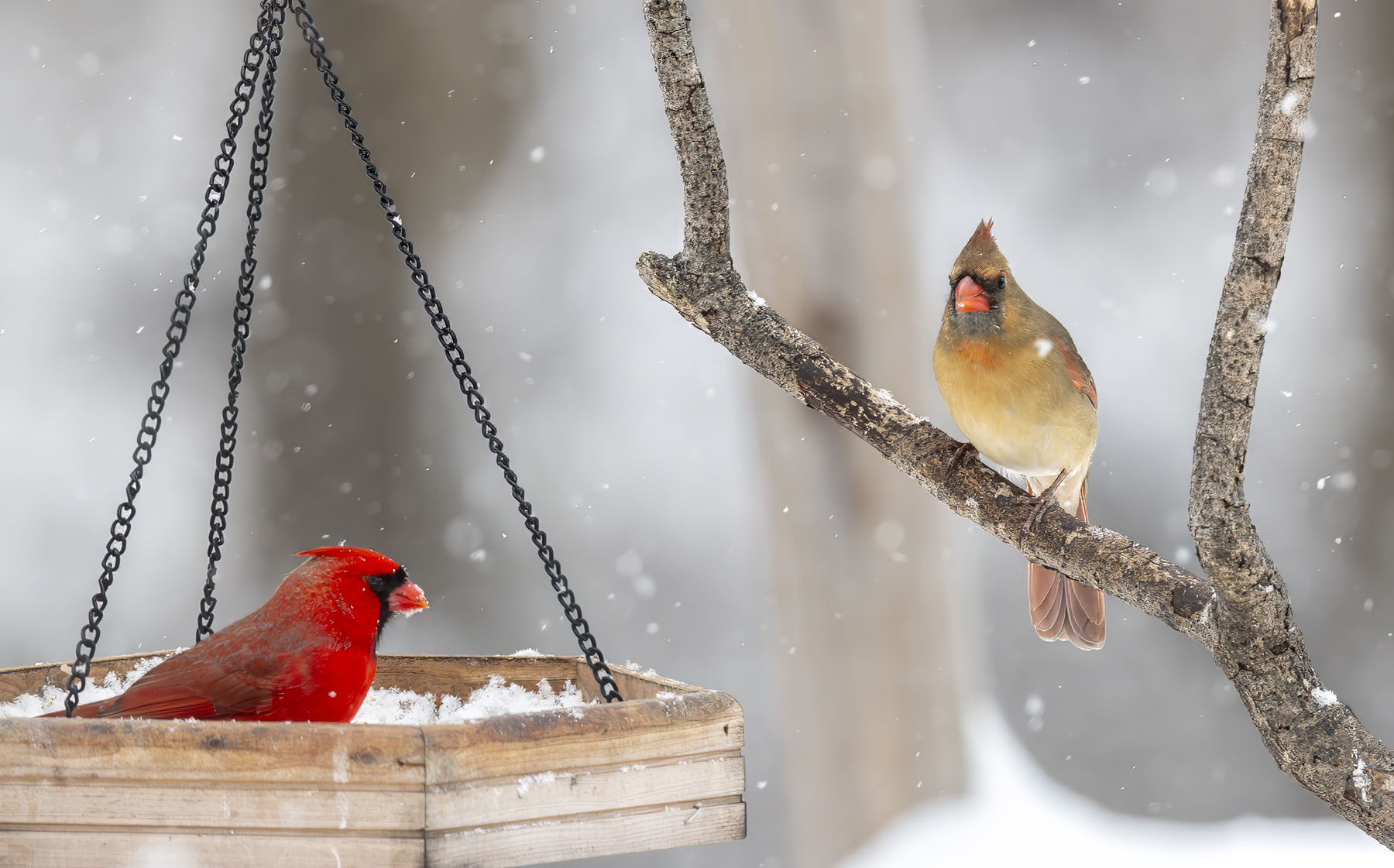 2025-01-06 Backyard Birds D850_043-Enhanced-NR.jpg