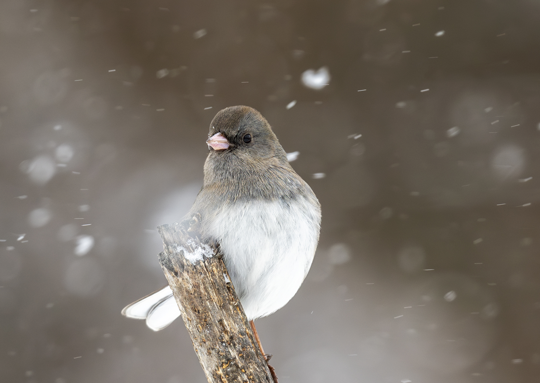 2025-01-06 Backyard Birds D850_052-Enhanced-NR.jpg