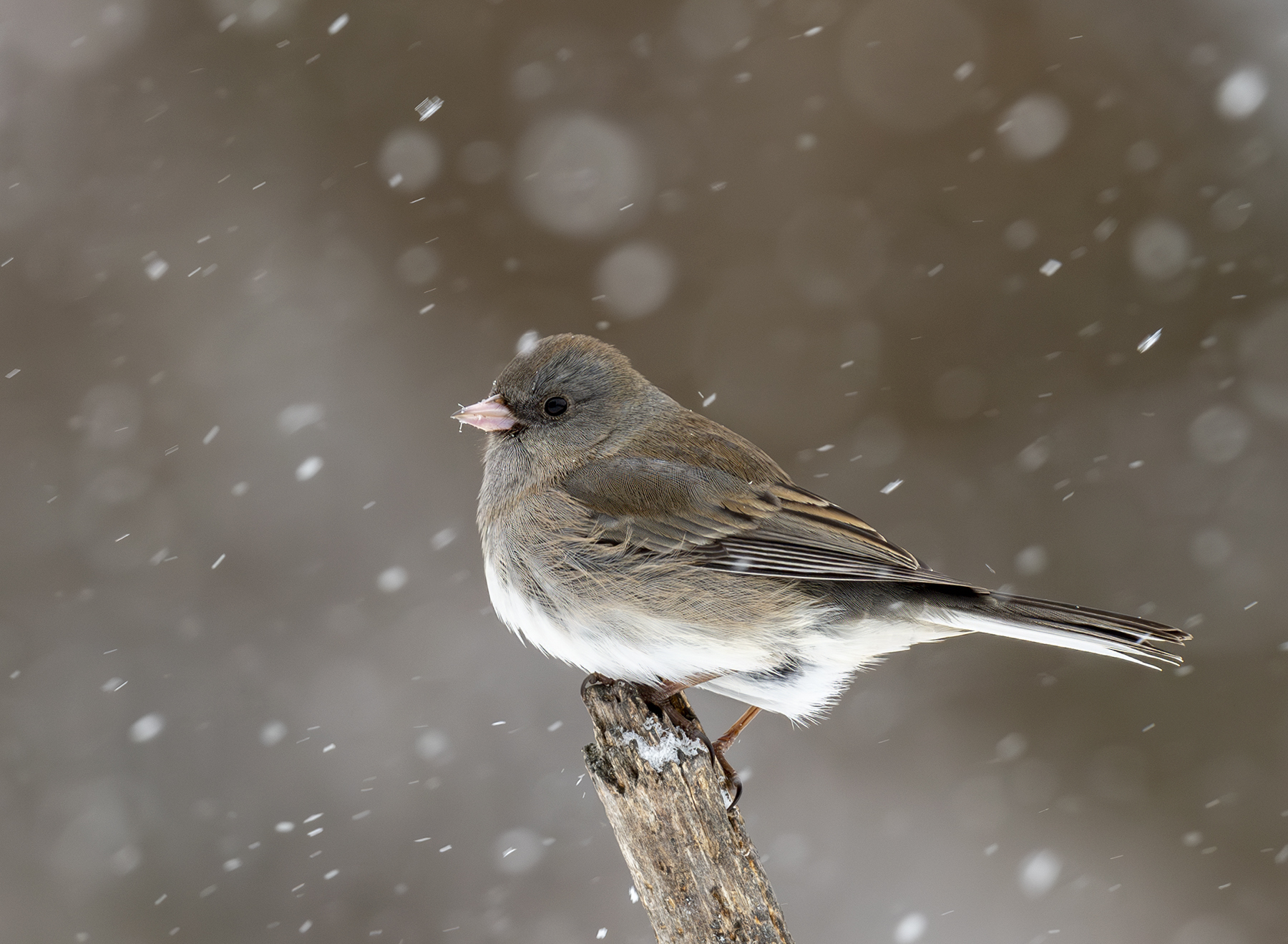 2025-01-06 Backyard Birds D850_053-Enhanced-NR.jpg