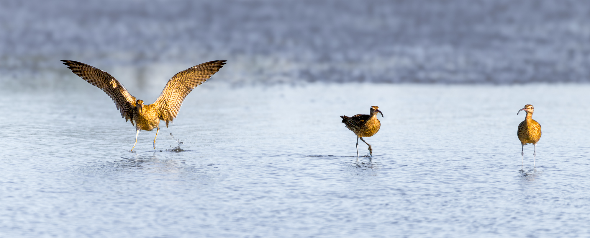 Far Eastern Curlew : Moreton Bay,