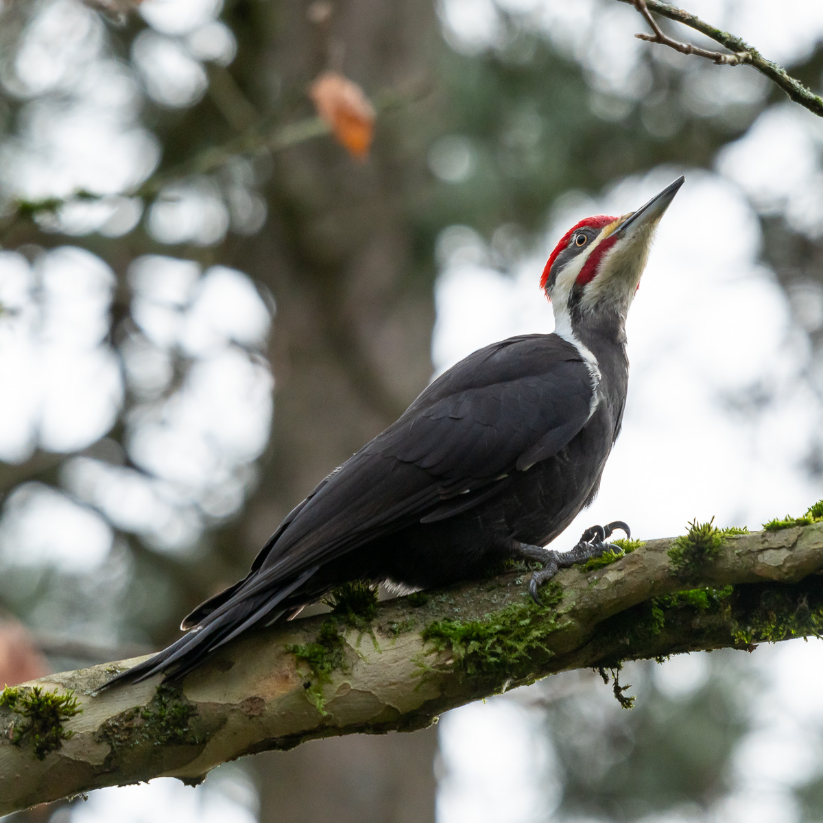 20250101 01 Pileated Woodpecker BCG.jpg