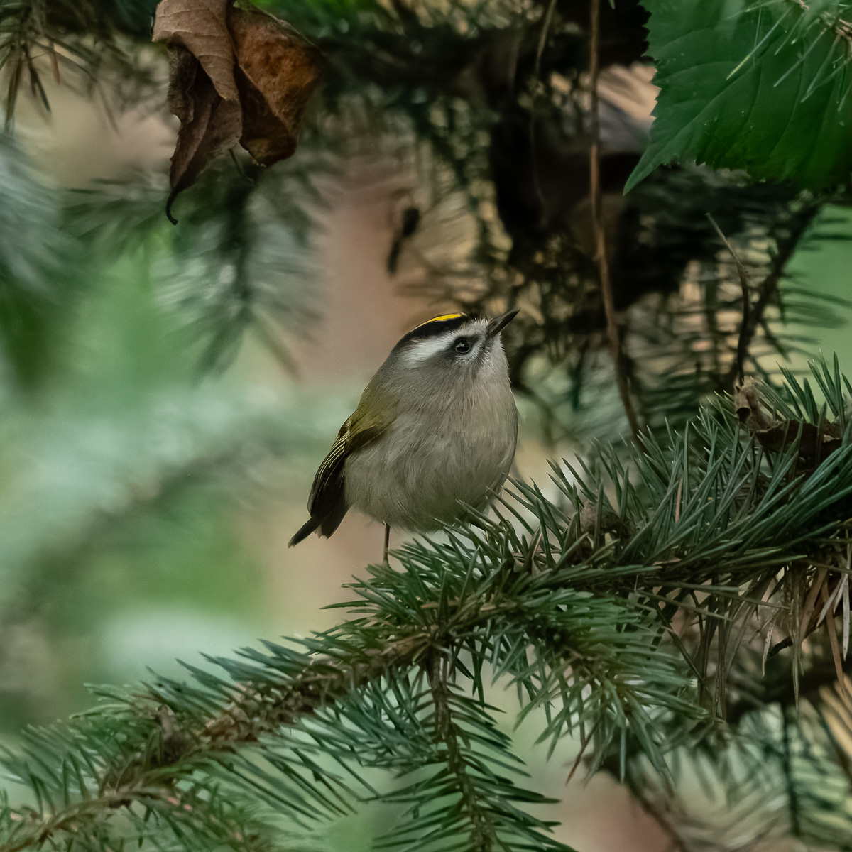 20250101 03 Yellow-crowned Kinglet BCG.jpg