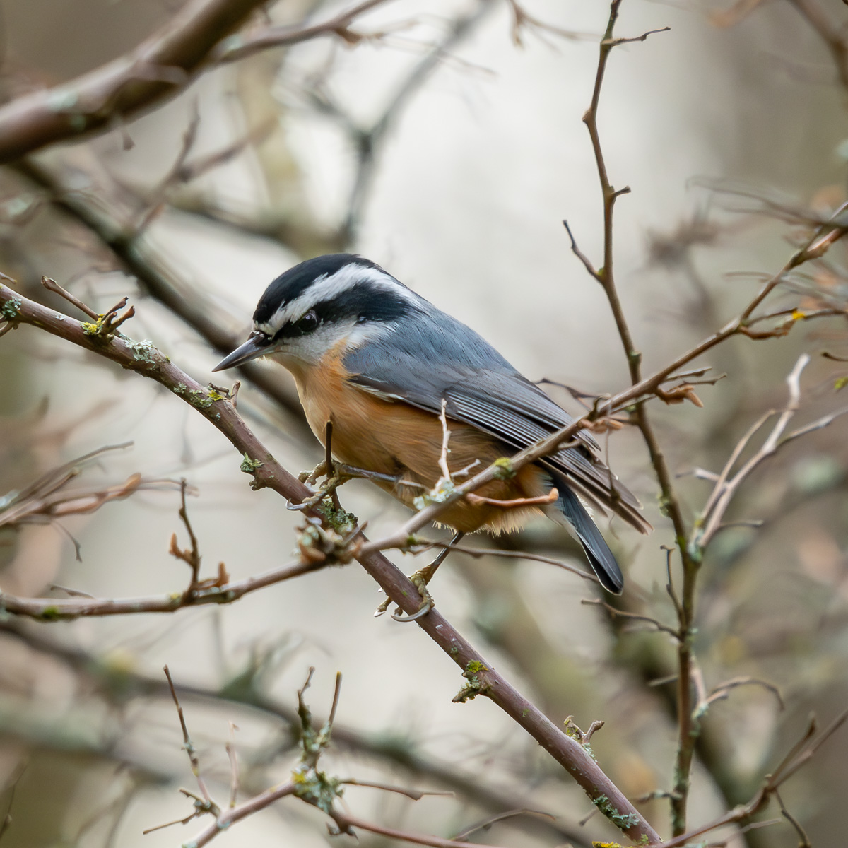 20250101 04 Red-breasted Nuthatch BCG.jpg