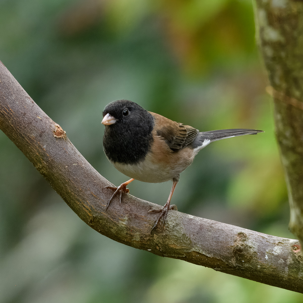 20250101 05 Dark-eyed Junco BCG.jpg