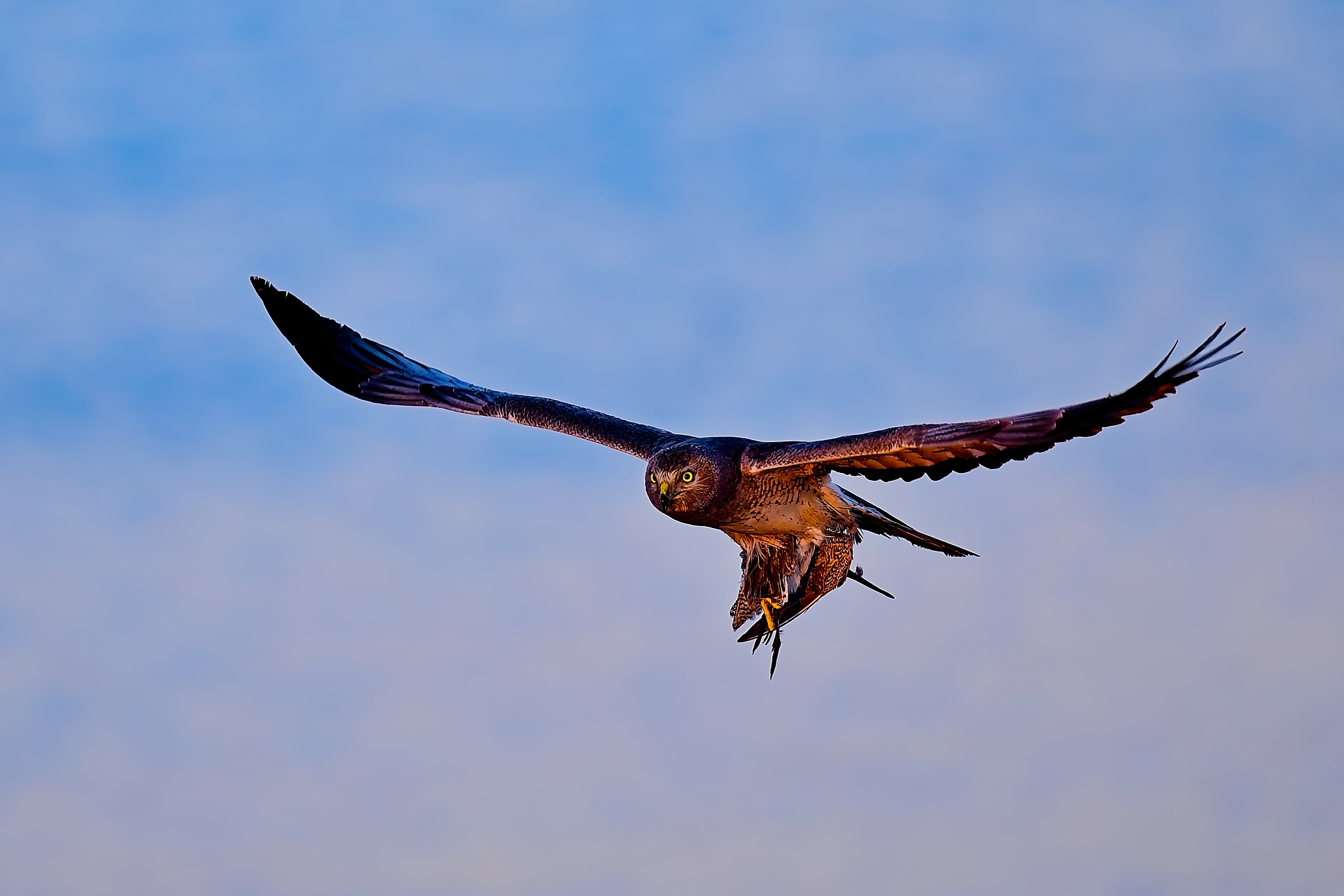 2048 harrier with prey00.jpg