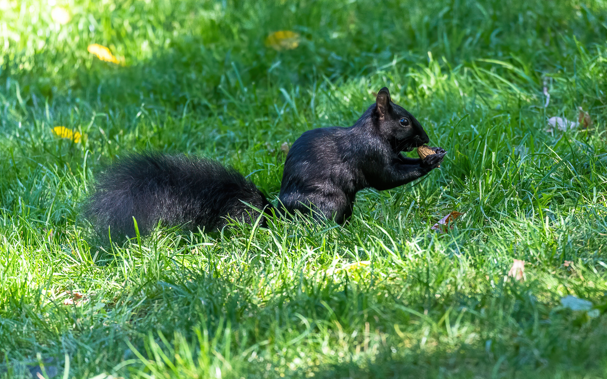 210 Black Squirrel-Edit.jpg