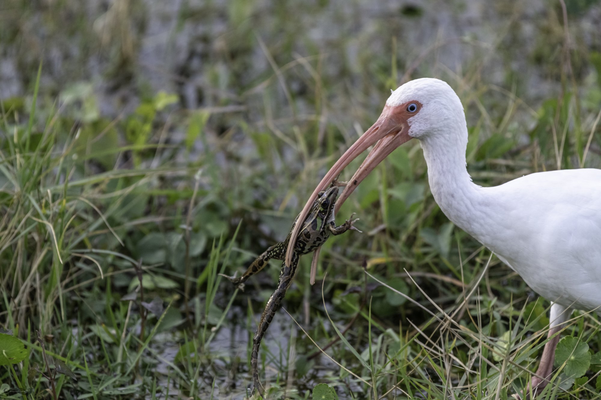 210107 Viera Wetlands-8-1-2.jpg