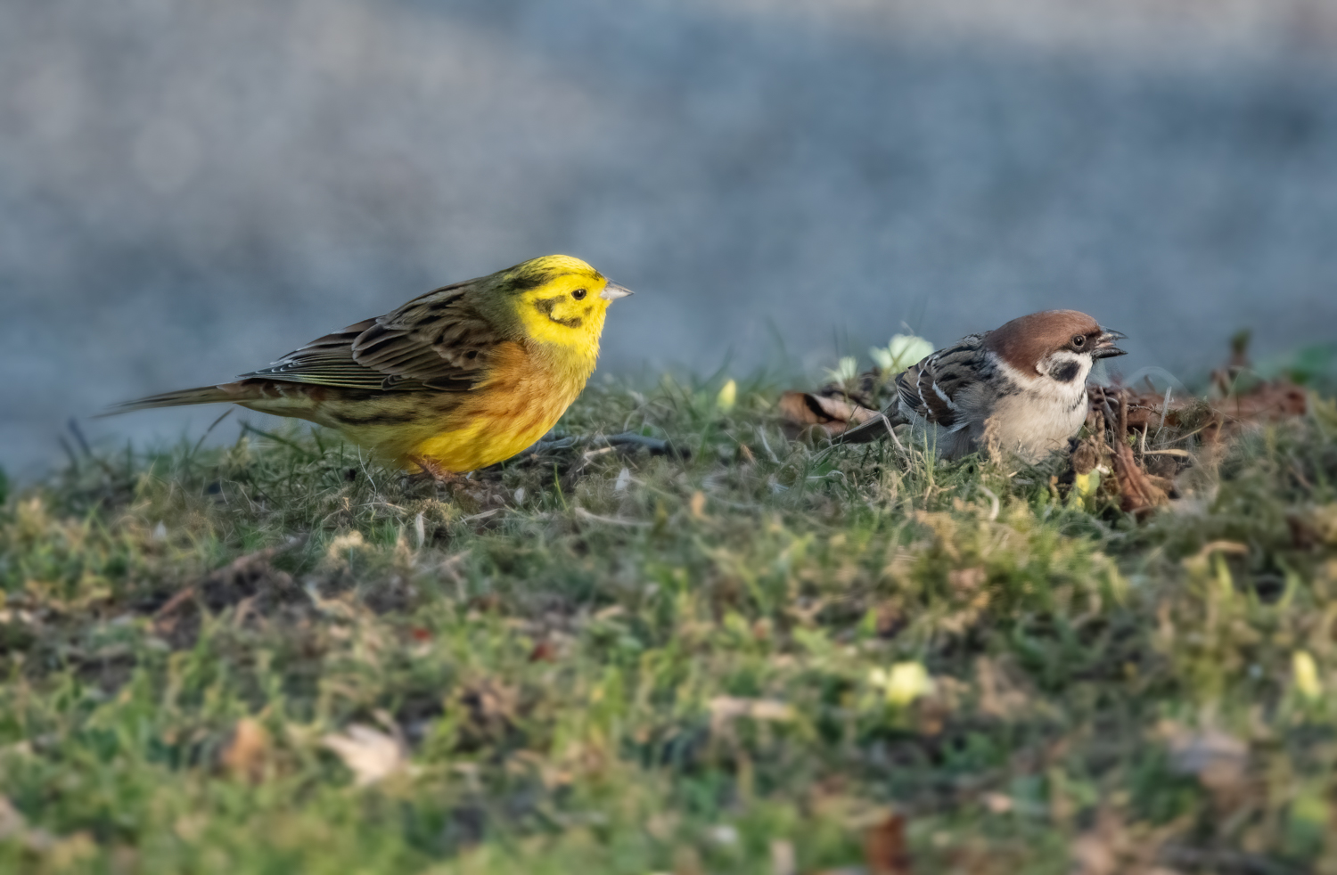 210328-Oberneukirchen, Goldammer, Spatz.jpg