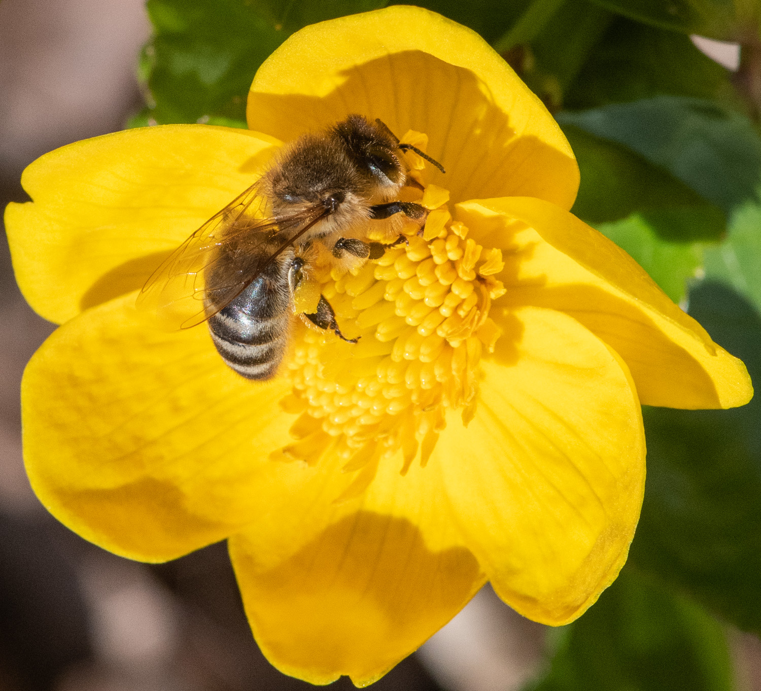 210424-Oberneukirchen, Biene, Sumpfdotterblume.jpg