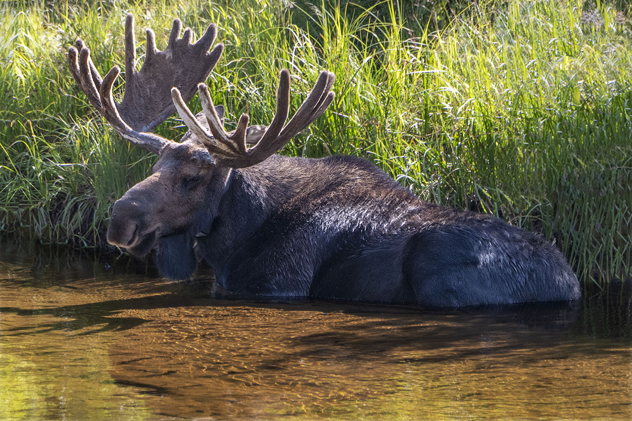 210824 Estes Park Moose DSC_1951 copy.jpg