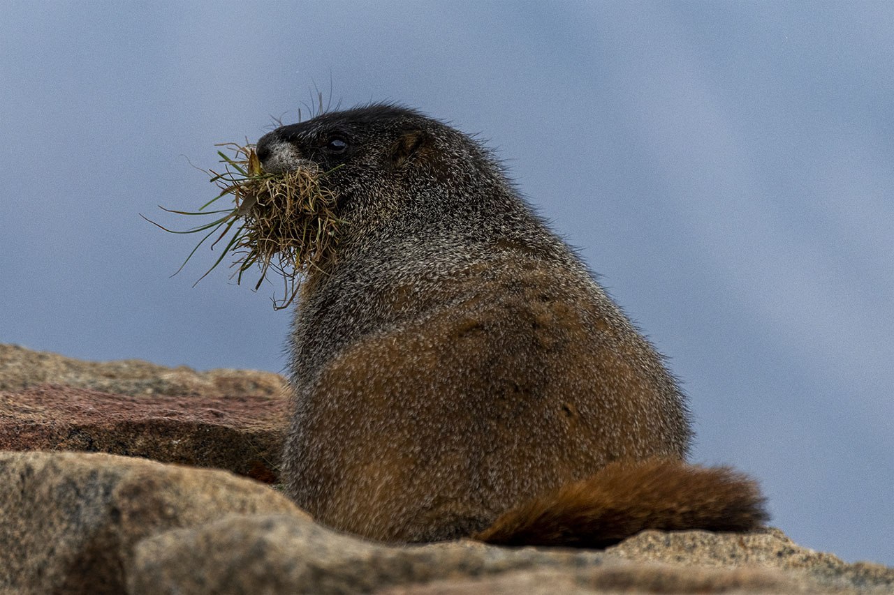 210901 RMNP Marmot DSC_3165 copy.jpg