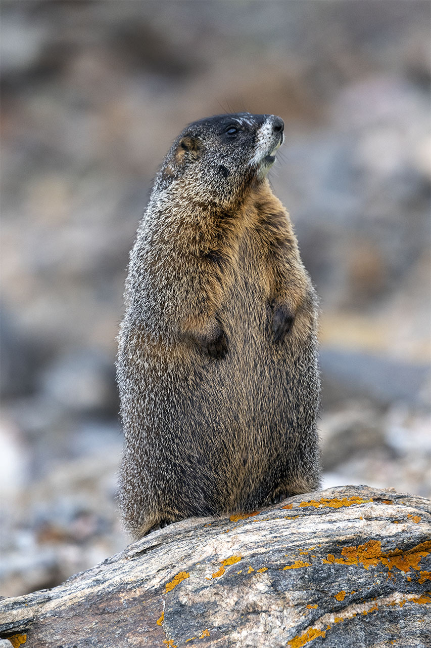 210901 RMNP Marmot DSC_3188 copy.jpg