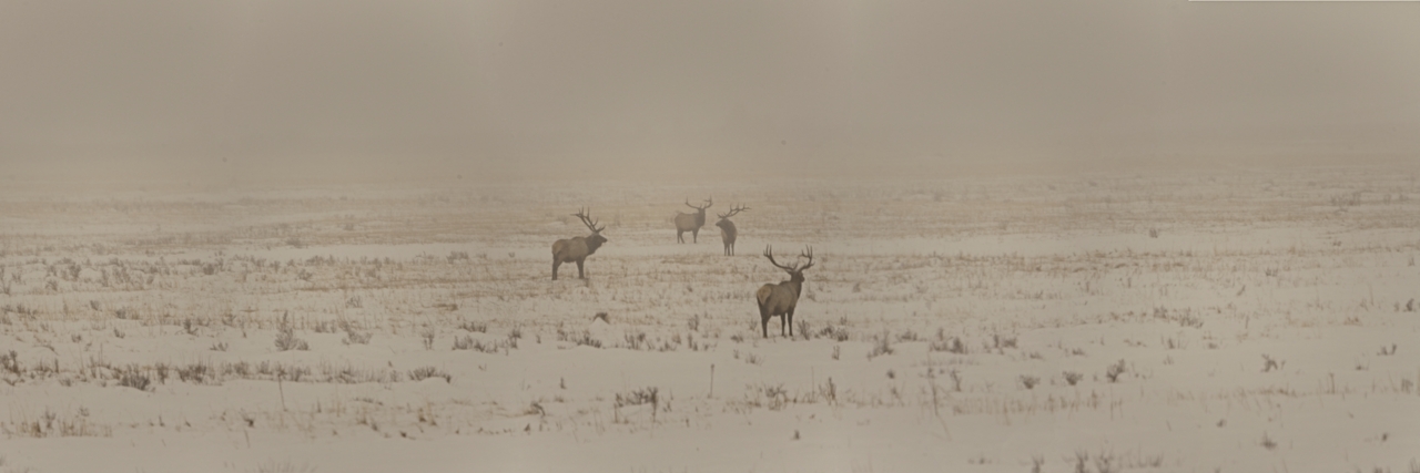 220117 RMNP ELK SNOW PANO MERGE NOT FLAT 4422-4427 ON1280.jpg