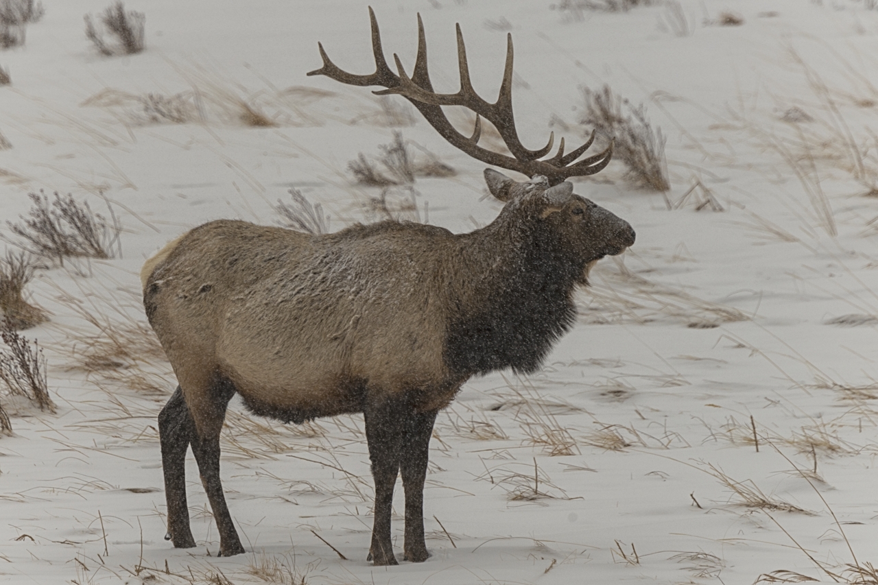 220127 RMNP BULL ELK SNOW MERGE DSC_4541 2ON1280.jpg