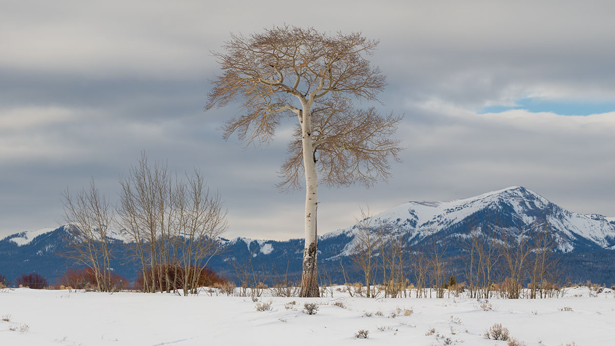 220213 Lone Aspen 5881- PANO CROP 16x9 PS1200.jpg