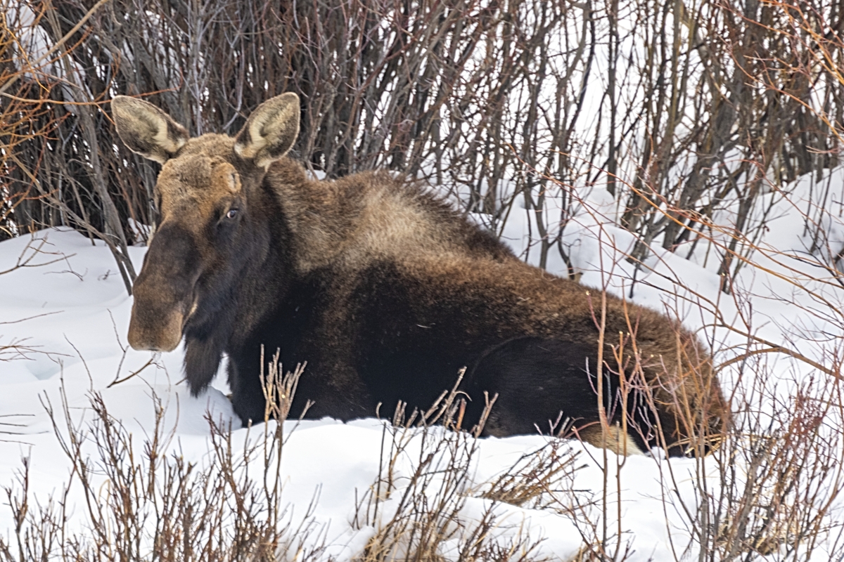 220218 Walden Moose DSC_6823 ON1200.jpg