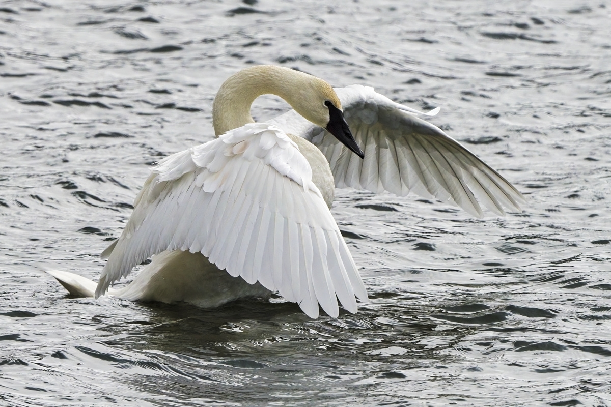 220302 EP Trumpeter Swans DSC_8668_NoNoise ON1200.jpg