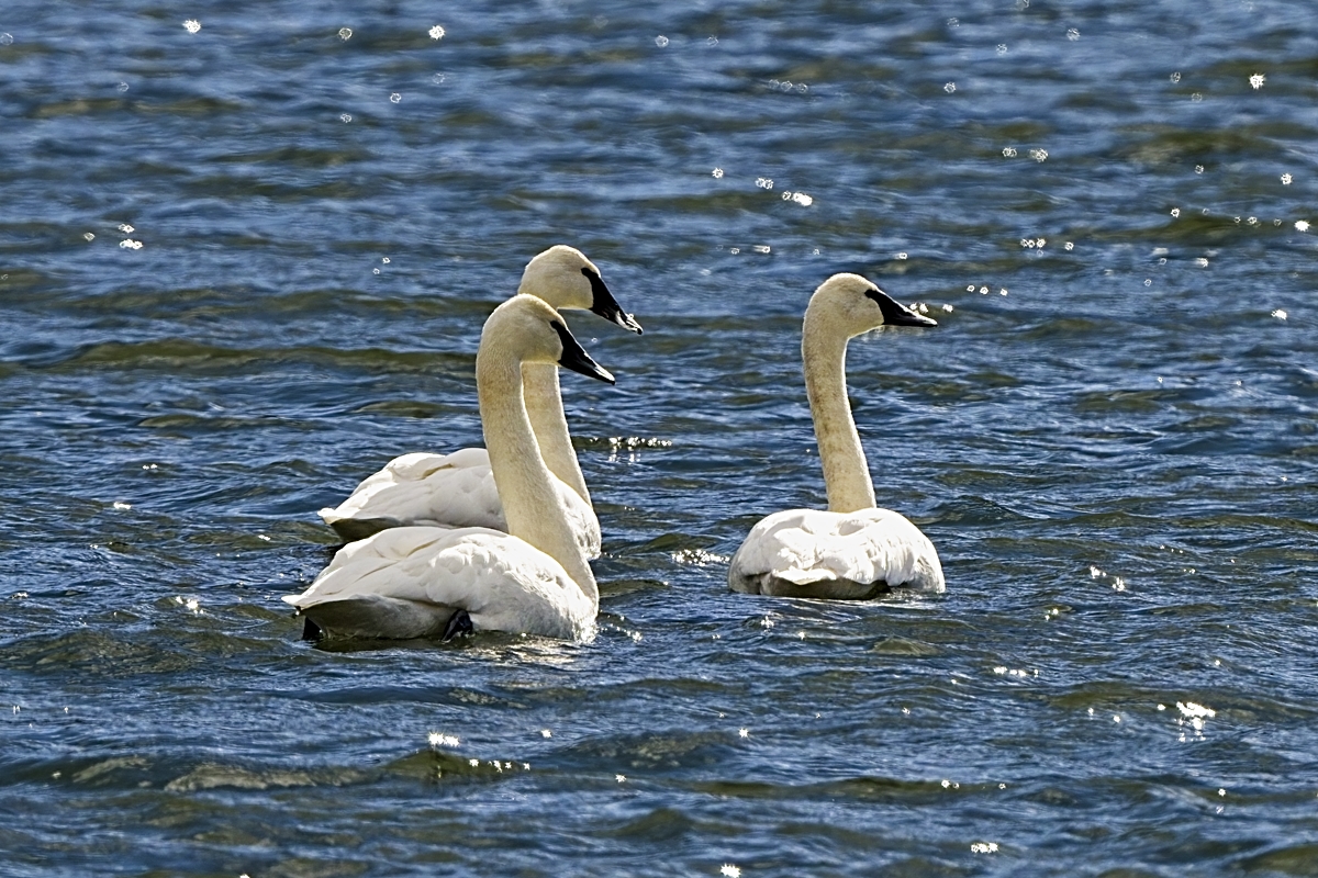 220302 EP Trumpeter Swans DSC_8930_NoNoise ON1200.jpg