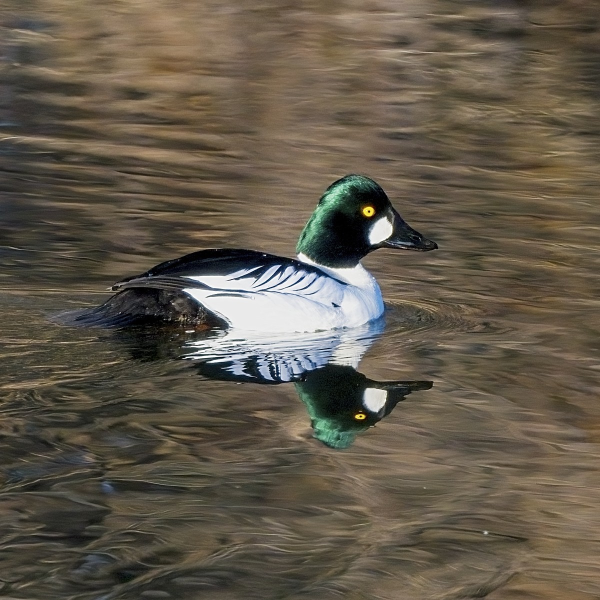 220307 Poudre Duck DSC_9677_NoNoise copyON1200.jpg