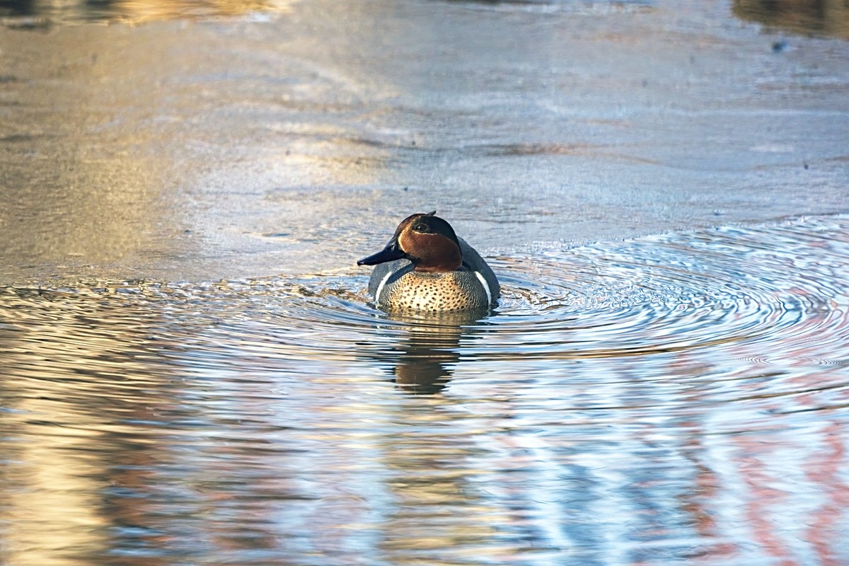 220307 Poudre Green Winged Teal DSC_9087_NoNoise copyON1200.jpg