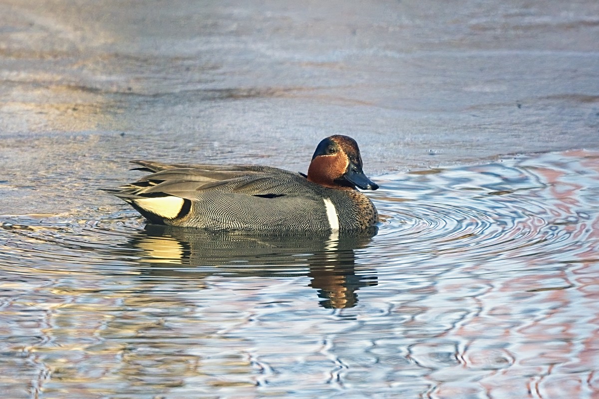 220307 Poudre Green Winged Teal DSC_9102_NoNoise copyON1200.jpg