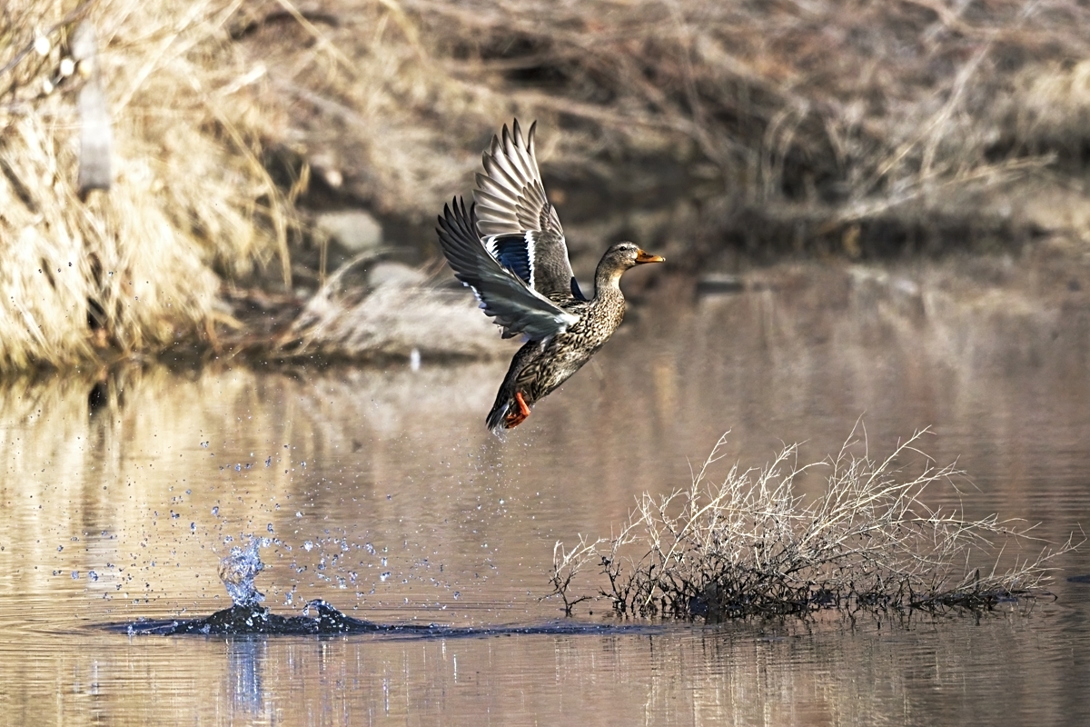 220307 Poudre Mallard DSC_9115_NoNoise copyON1200.jpg