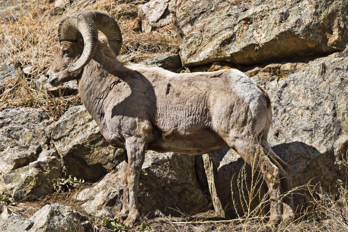 220315 Poudre Rams DSC_0429_NoNoise copyON1200.jpg