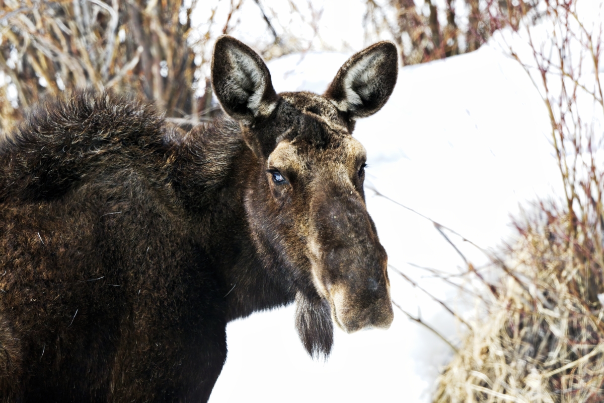 220315 Walden Moose DSC_0214_NoNoise copyON1200.jpg