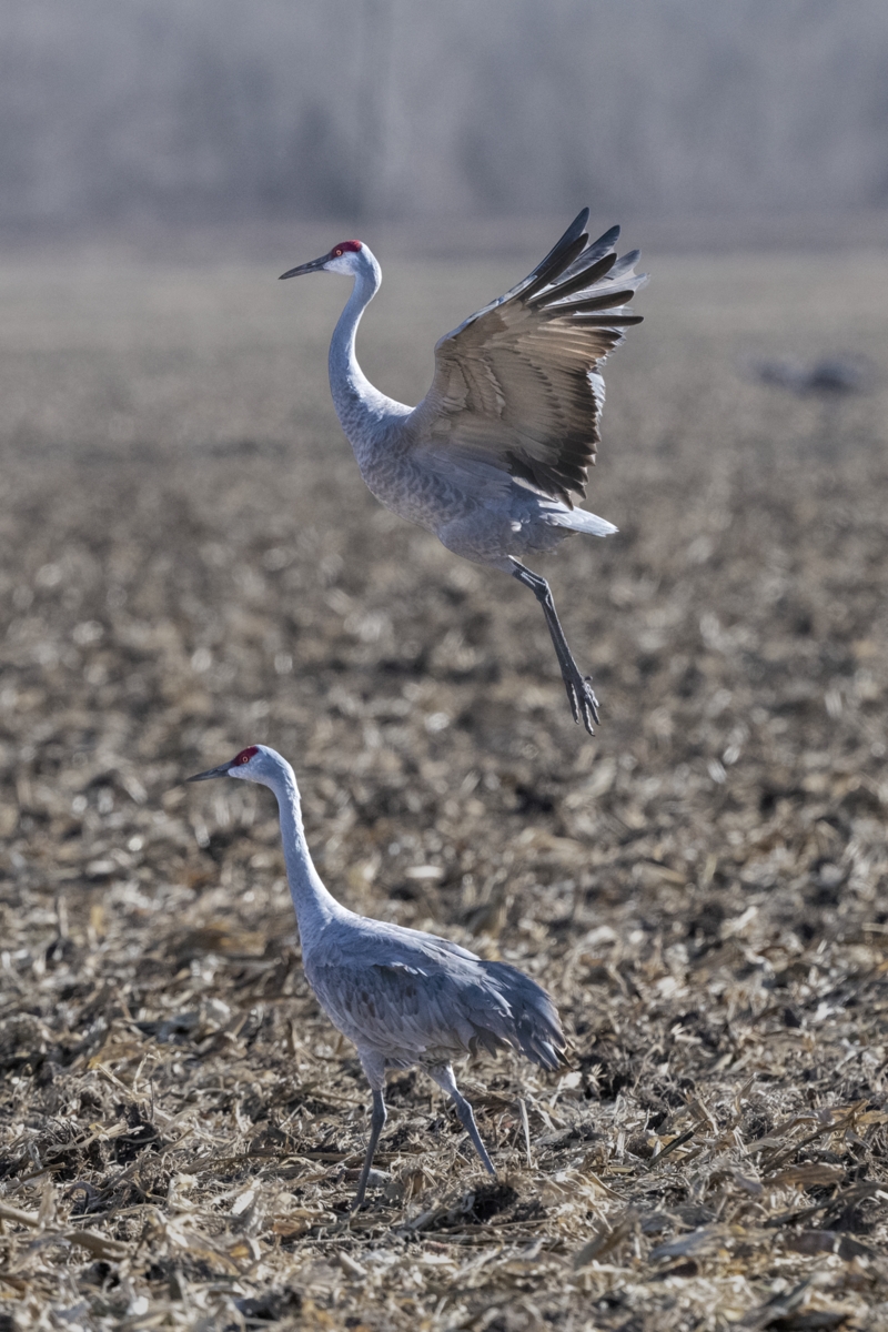 220413 Kearney Cranes ON1200 DSC_4933.jpg