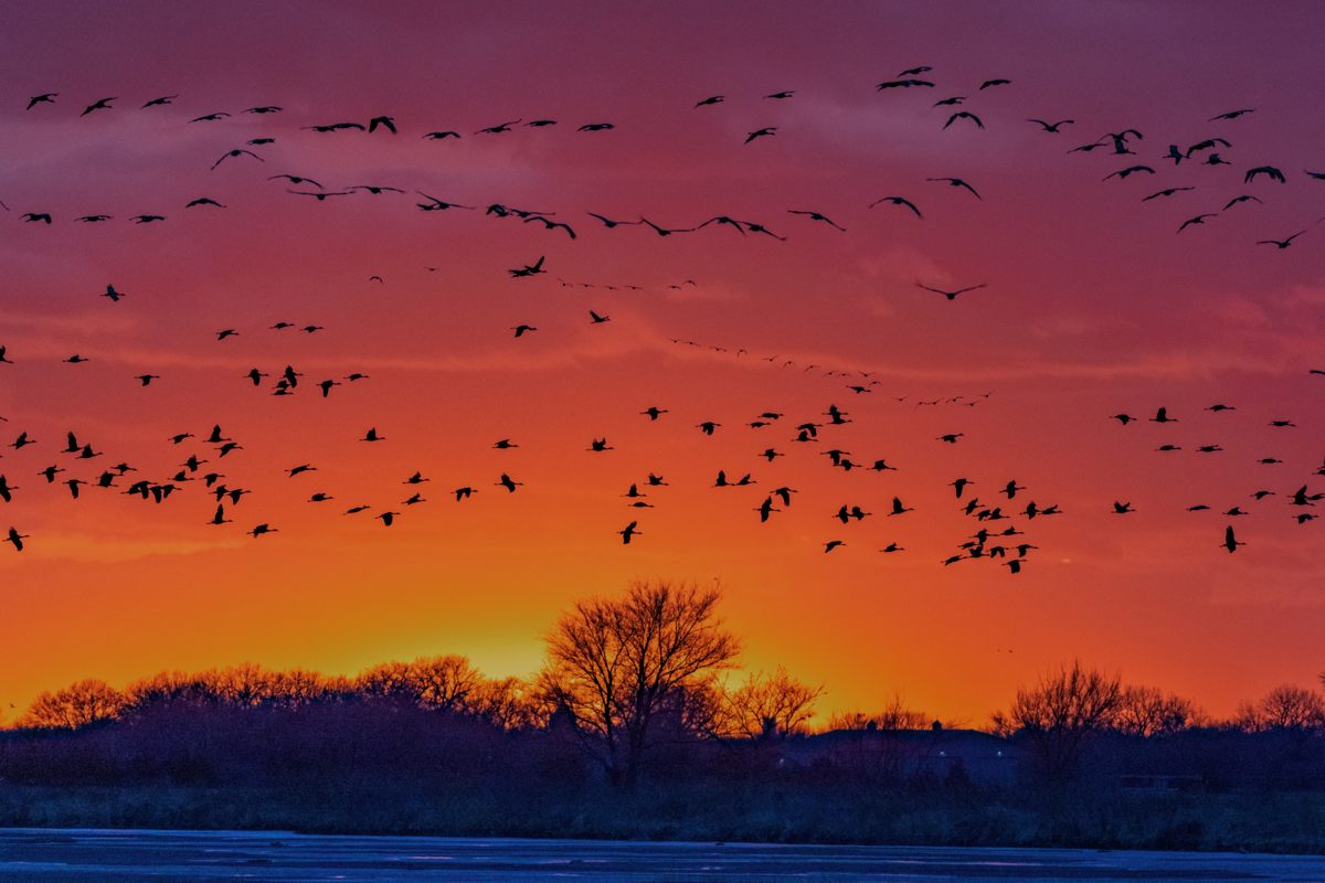 220413 Kearney Cranes Sunset DSC_5529-2_ON1200.jpg