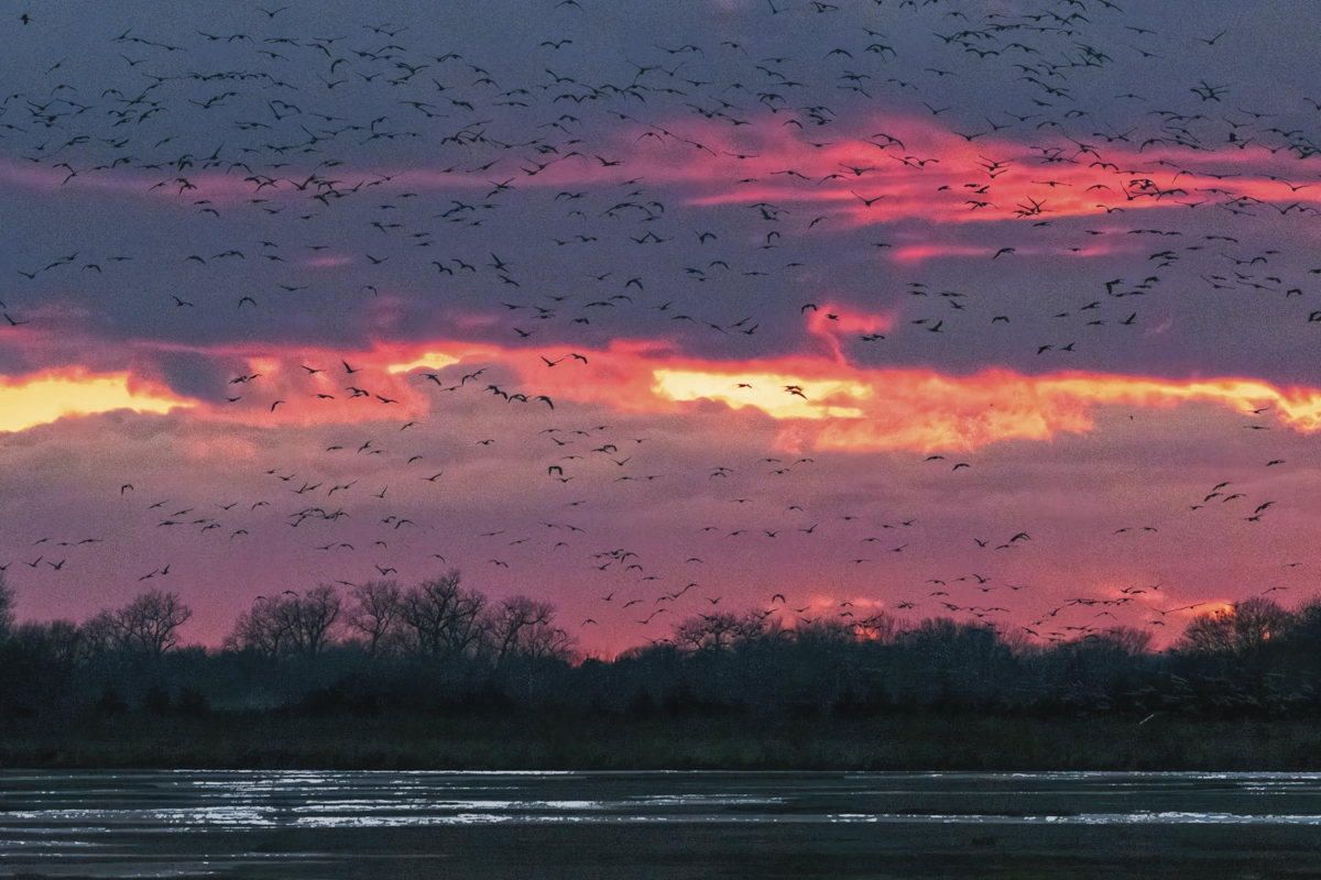 220413 Kearney Cranes Sunset DSC_5615 ON1200.jpg