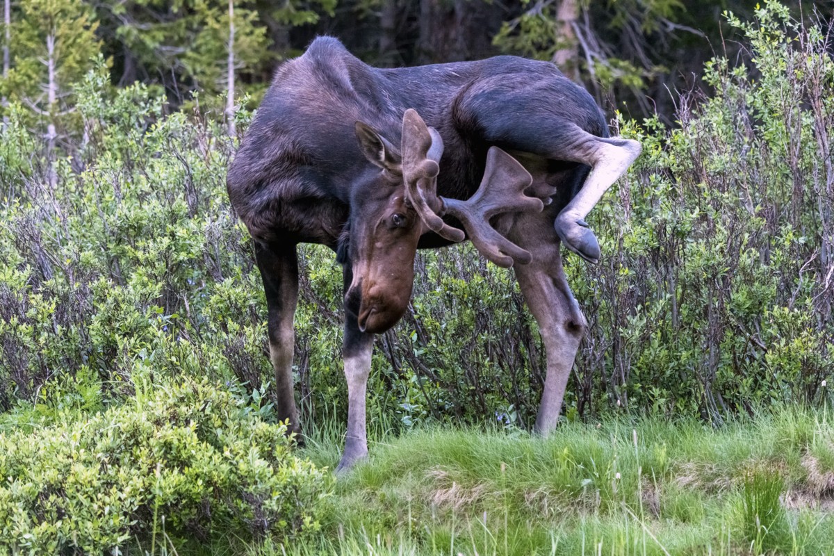 220706 Cameron Pass Bull Moose ON1200  DSC_1124 1.jpg