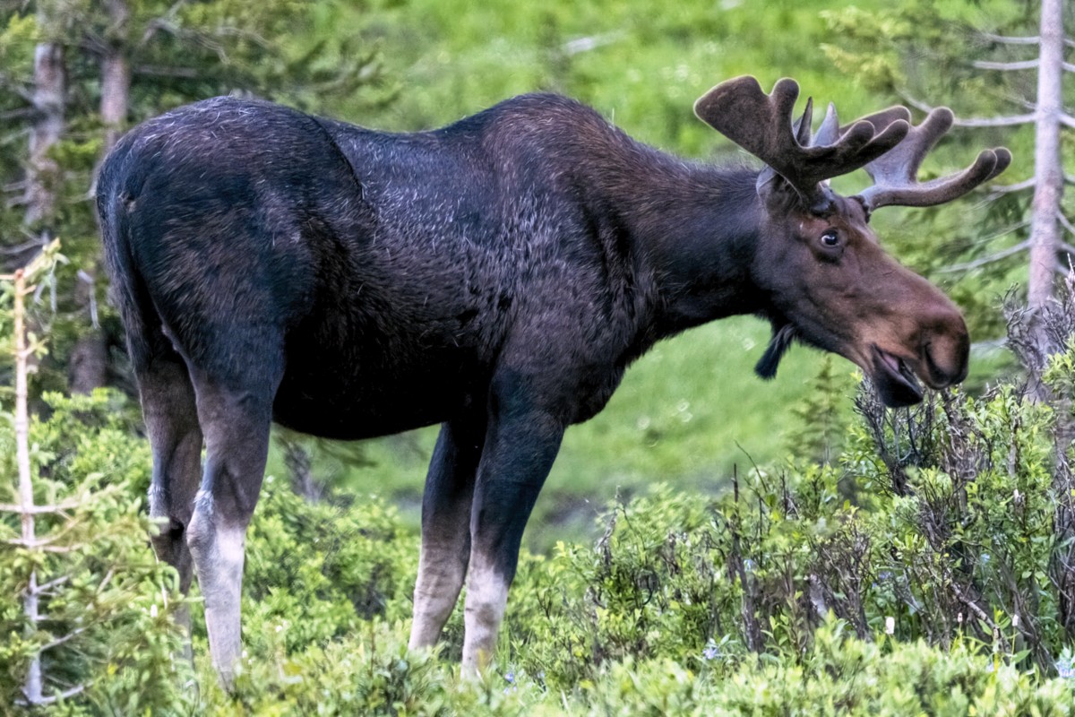 220706 Cameron Pass Bull Moose ON1200 DSC_1174 1.jpg