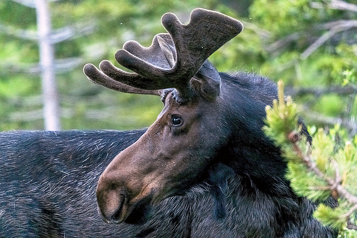 220706 Cameron Pass Bull Moose ON1200 DSC_1215.jpg