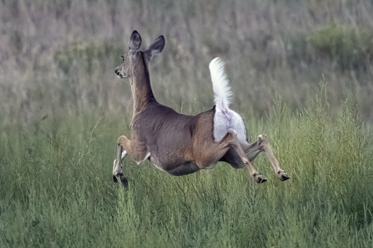 220831 Poudre Deer DSC_5661-Resize.jpg