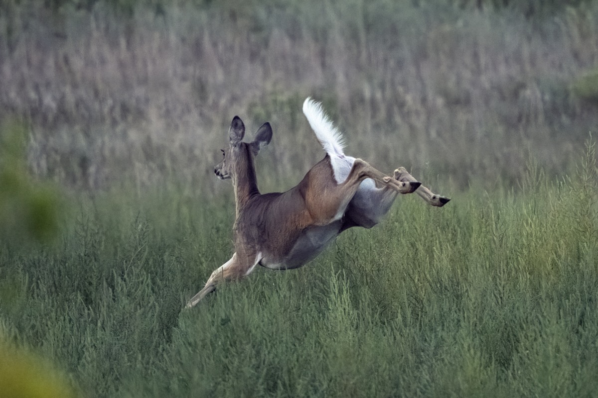 220831 Poudre Deer DSC_5662-Resize.jpg