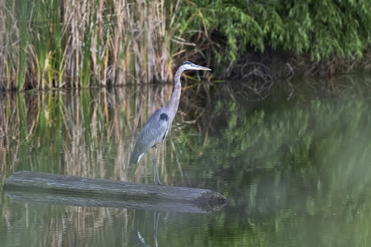 220831 Poudre GBH DSC_5962-Resize.jpg