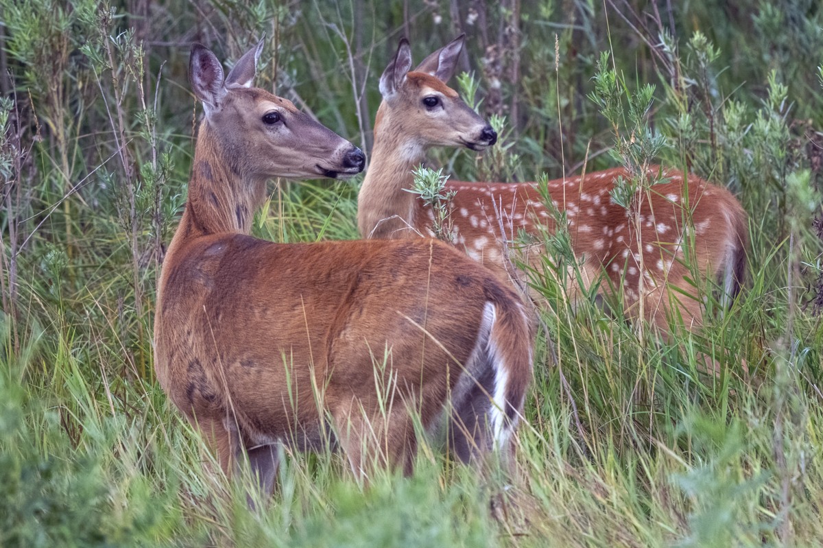 220831 Poudre River Deer 5920-2-Resize.jpg