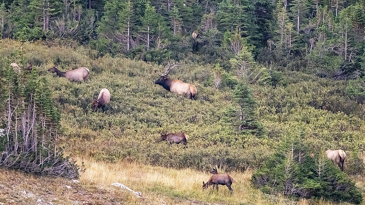 220907 RMNP Elk Herd 16x9 8766-Resize.jpg