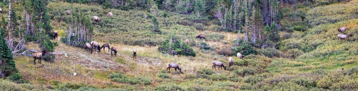 220907 RMNP Elk Herd Pano 8708-Resize.jpg