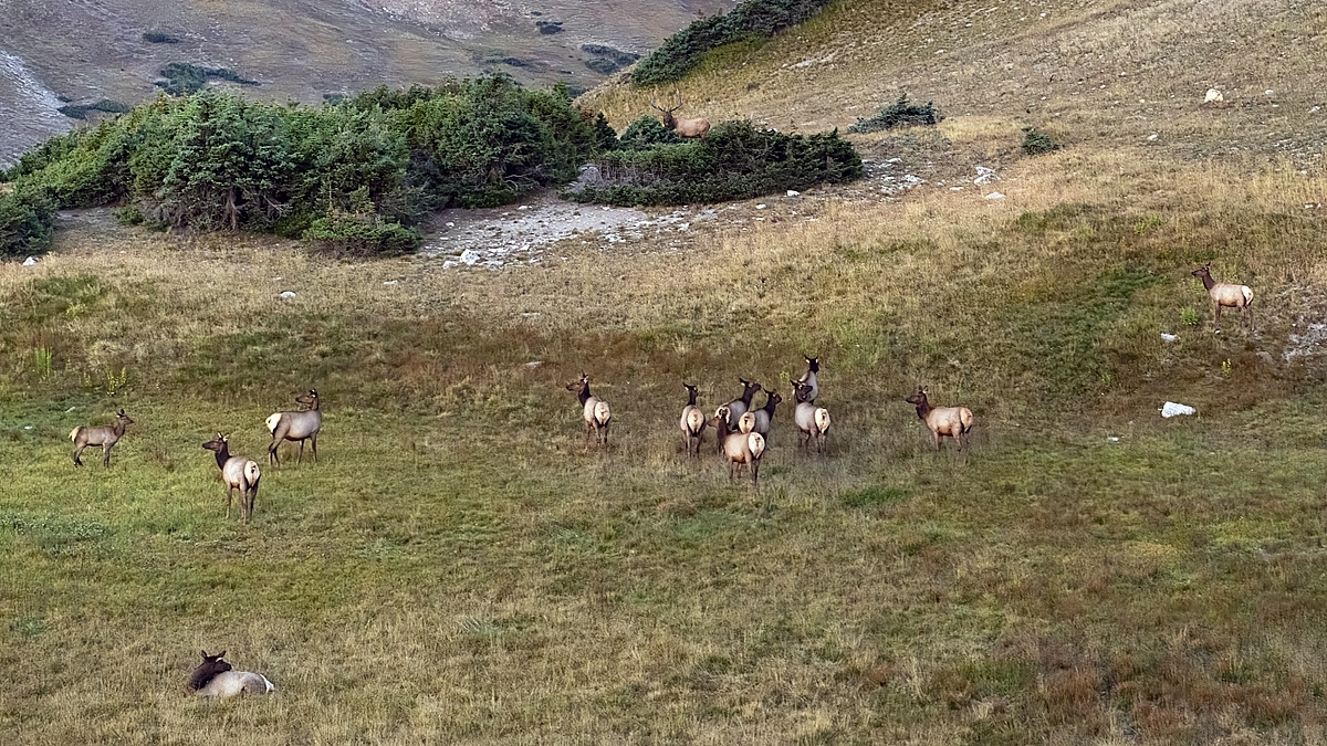 220907 RMNP Elk Herd R3 16 x9 DSC_7053-Resize.jpg