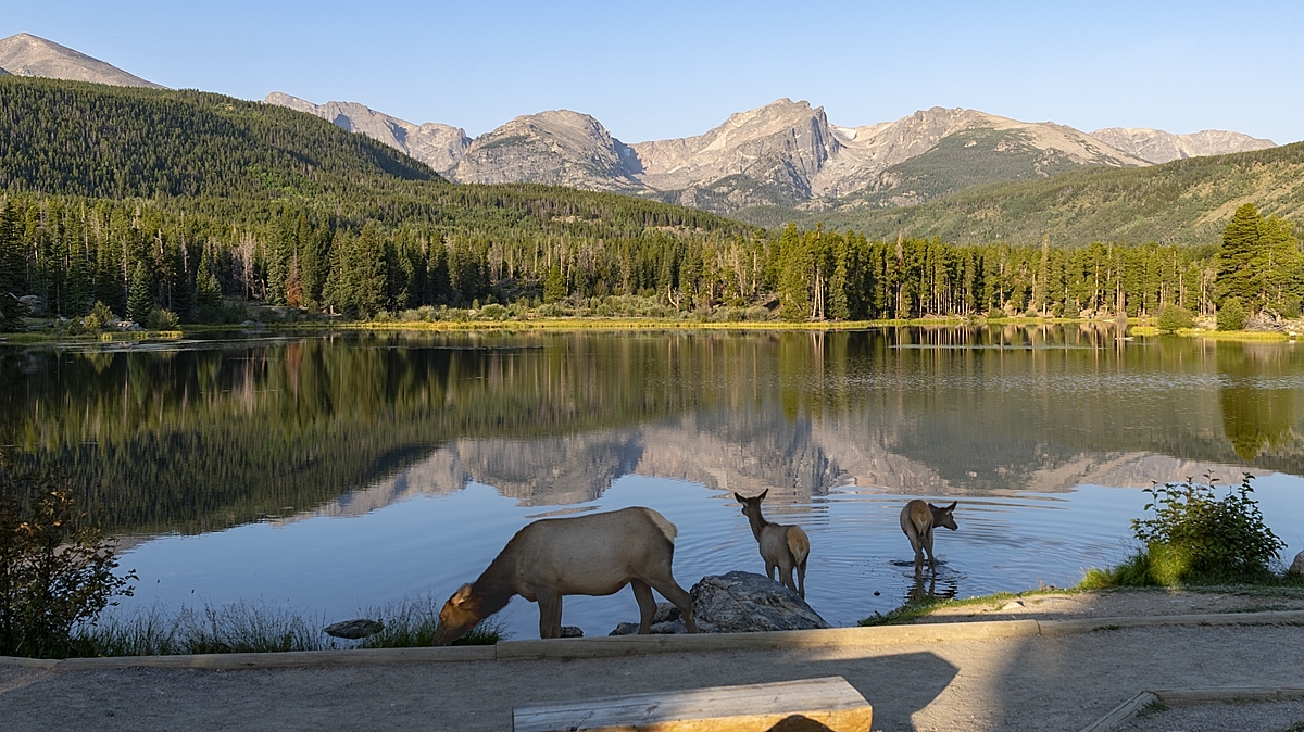 220907  RMNP Sprague  Elk 16x9 DSC_9201-Resize.jpg